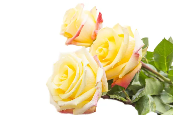 Bouquet of yellow roses on a white background — Stock Photo, Image
