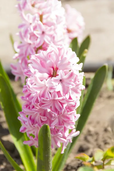 Pink hyacinth closeup — Stock Photo, Image