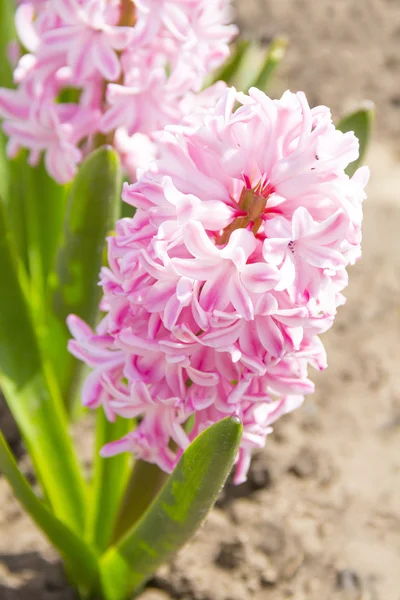 Roze hyacint close-up — Stockfoto