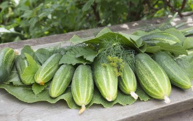 taze salatalık, dereotu ve horseradish yaprakları