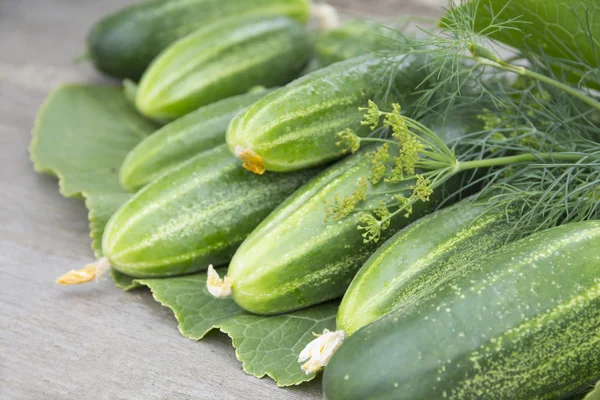 Fresh cucumbers, dill and horseradish leaves — Stock Photo, Image