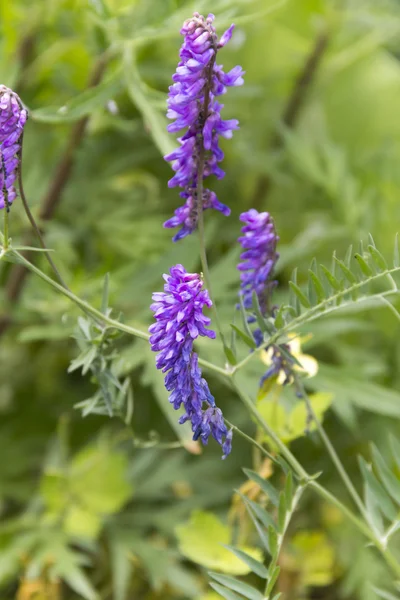 Vetch. — Foto de Stock