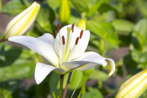 White Lily flowers in a garden, shallow DOF — Stock Photo, Image