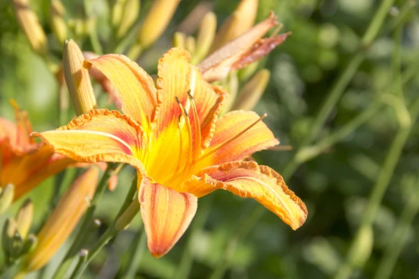 Orange daylily — Stock Photo, Image