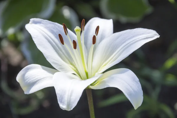 Lilia biała kwiaty w ogrodzie, płytkie dof — Zdjęcie stockowe