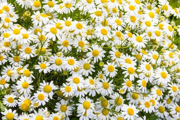 Sfondo di fiori di camomilla — Foto Stock