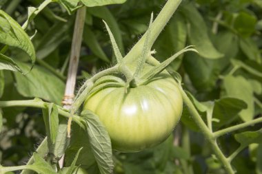 Yeşil domates