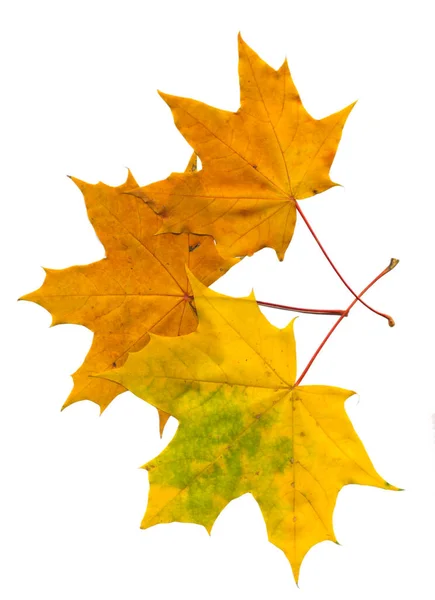 Heldere Herfst Esdoorn Bladeren Een Witte Geïsoleerde Achtergrond — Stockfoto