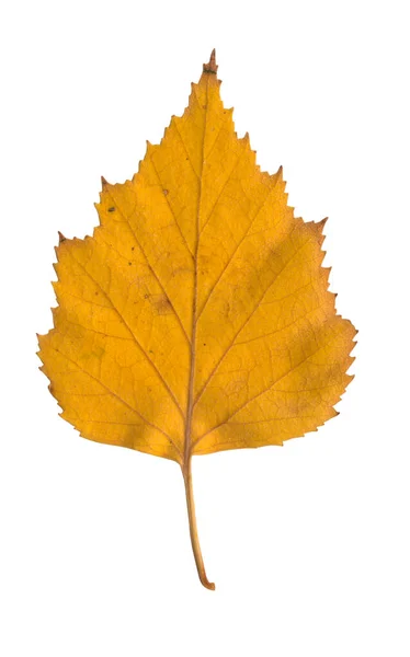 Gele Herfst Berkenblad Een Witte Achtergrond — Stockfoto