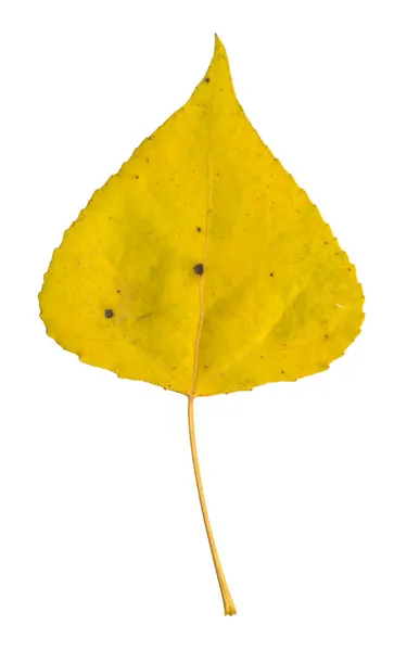 Liść Topoli Żółtej Białym Izolowanym Tle — Zdjęcie stockowe