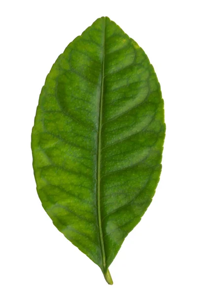 Green Leaf Lemon Plant White Isolated Background — Stock Photo, Image