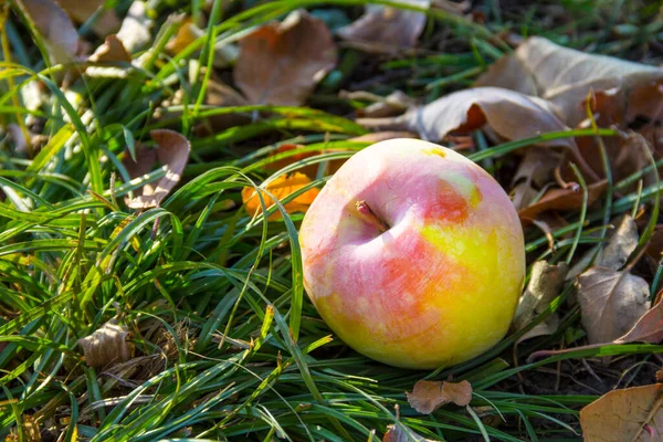 Appetizing Ripe Apple Lies Grass Garden Autumn — Stock Photo, Image