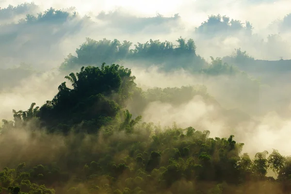 Morgondimman med bambu och hill — Stockfoto