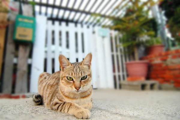 Boze blik van de kat met huis — Stockfoto