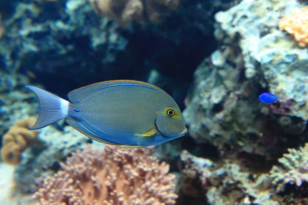 Ikan tropis biru yang indah — Stok Foto