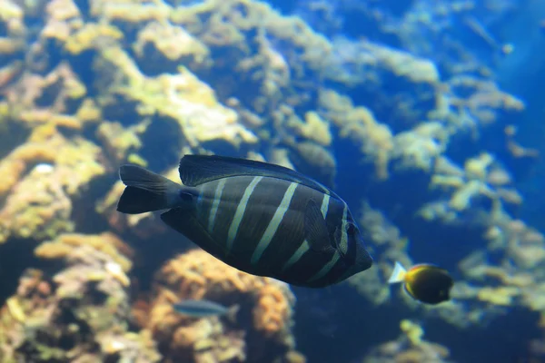 Vacker svart tropiska fiskar — Stockfoto
