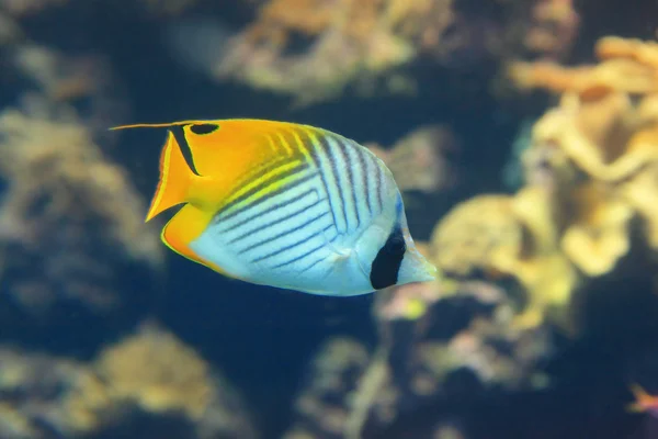 Hermoso pez tropical amarillo — Foto de Stock