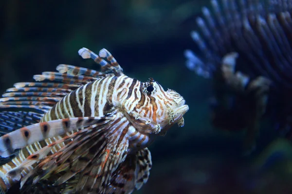 Lion Fish — Stock Photo, Image