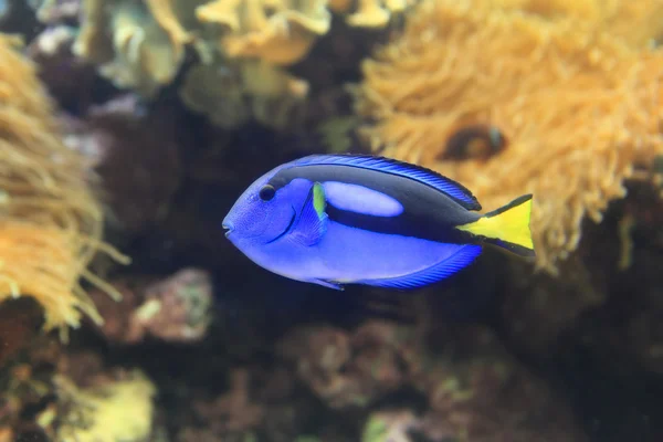 블루 Paracanthurus hepatus — 스톡 사진