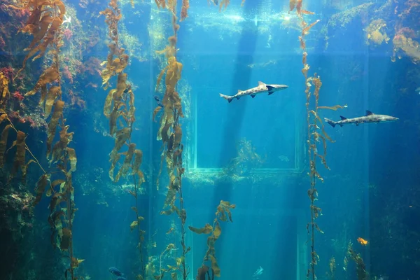 Tiburón en el océano — Foto de Stock