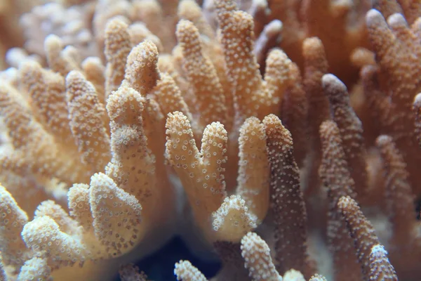 산호 근접 촬영 — 스톡 사진