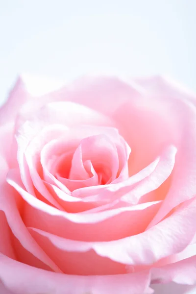 Pink rose macro — Stock Photo, Image