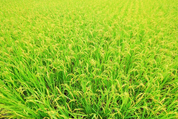 Arroz (arroz) que crece en el campo — Foto de Stock