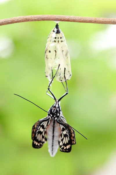 Vlinder wijziging formulier chrysalis — Stockfoto