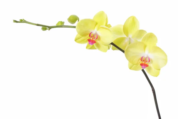 Flor de orquídea — Foto de Stock