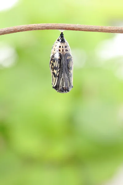 Motyl zmiana postaci poczwarki — Zdjęcie stockowe