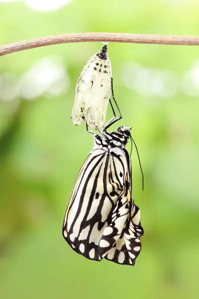 Mudança de borboleta forma crisálida — Fotografia de Stock