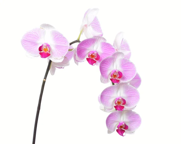 Orchideenblume — Stockfoto