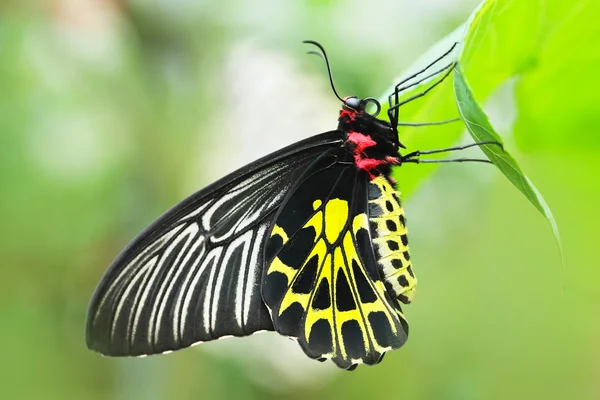 Forma de cambio de mariposa crisálida —  Fotos de Stock