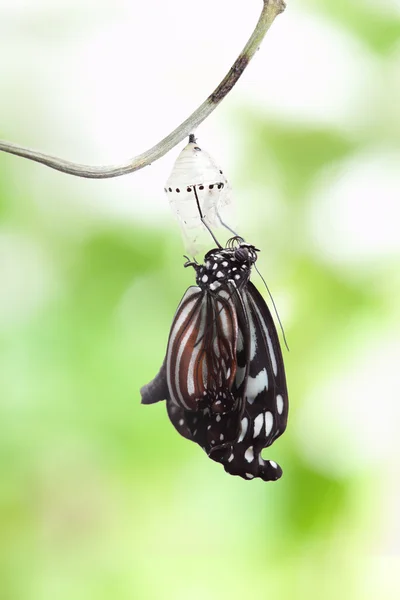 Vlinder wijziging formulier chrysalis — Stockfoto