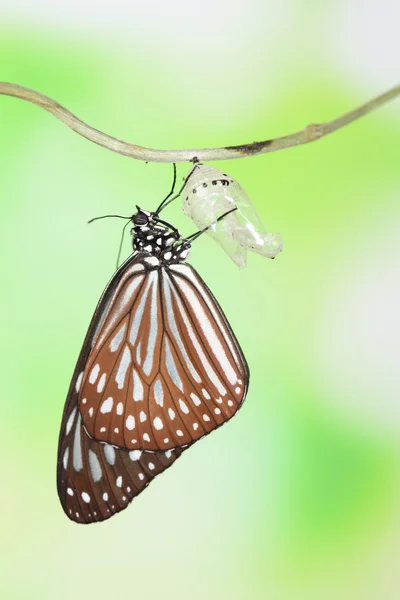 Vlinder wijziging formulier chrysalis — Stockfoto