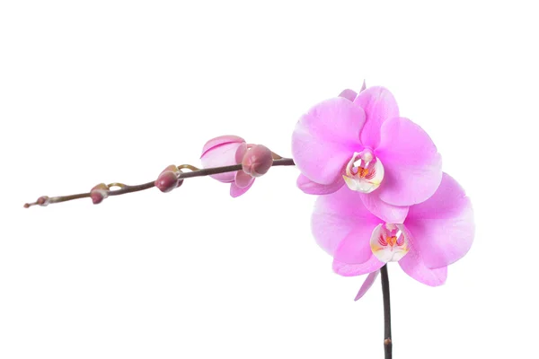 Orchideenblume — Stockfoto