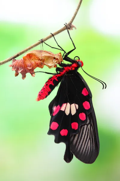 Vlinder wijziging formulier chrysalis — Stockfoto