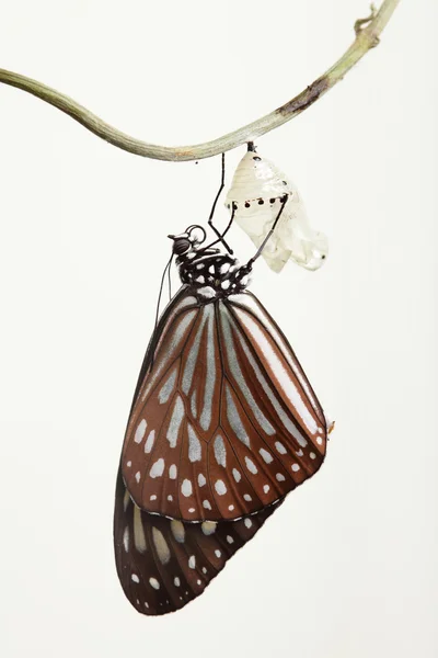 Butterfly change form chrysalis — Stock Photo, Image