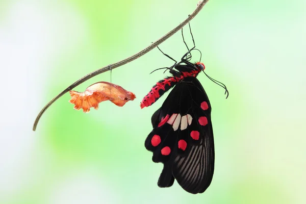Butterfly change form chrysalis — Stock Photo, Image