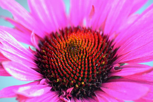 Equinácea, comúnmente conocida como flor de conejo —  Fotos de Stock