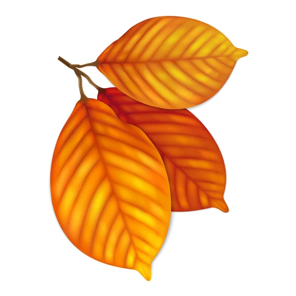 Sehr detaillierte Herbstblätter — Stockvektor