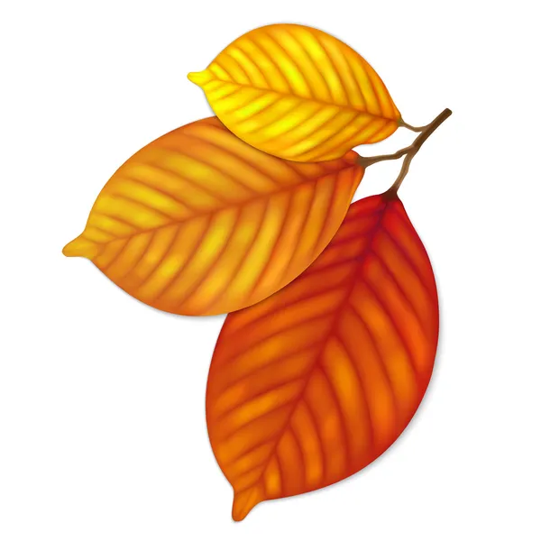 Hojas de otoño muy detalladas — Vector de stock