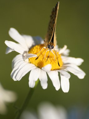 mayweed mor-shot bakır kelebeği
