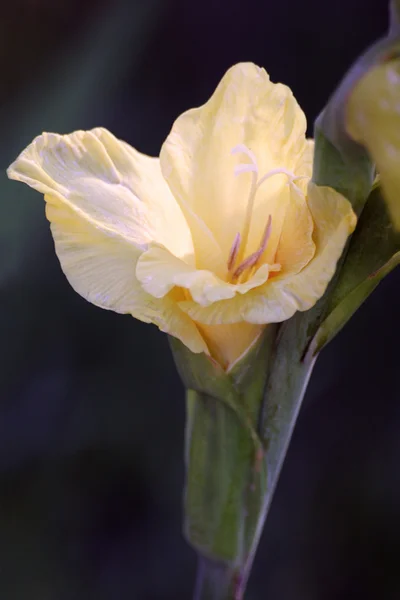 Gladiolo o lirio de la espada macro —  Fotos de Stock