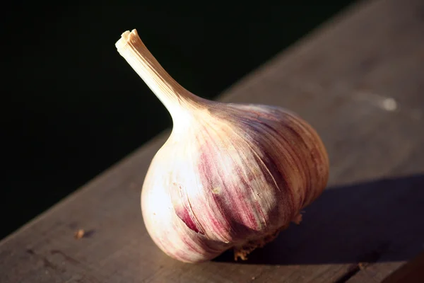 Allium sativum, beter bekend als knoflook — Stockfoto