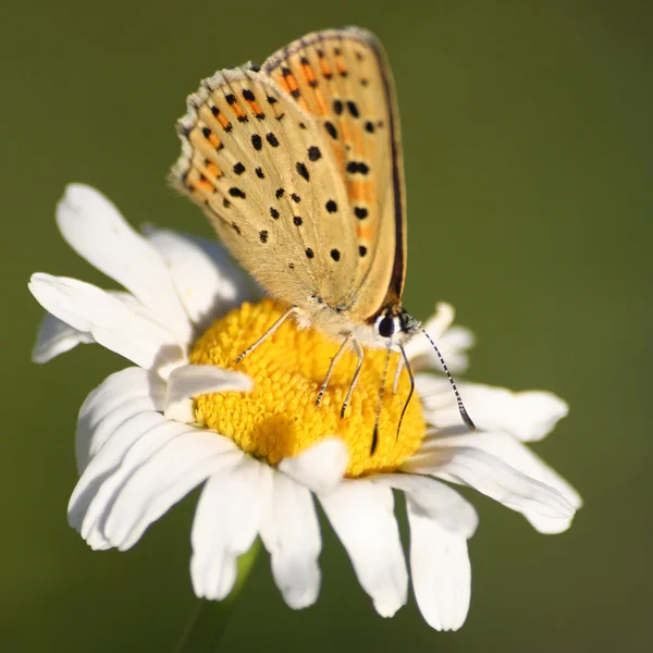 Fioletowy strzał miedzi motyl na mayweed — Zdjęcie stockowe