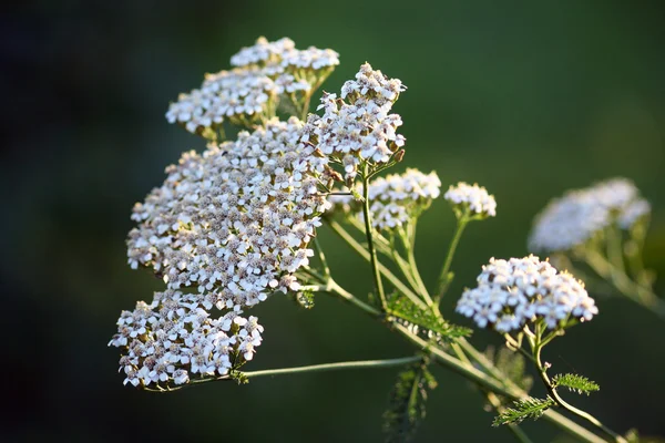 Flor silvestre - Yarrow (Achillea millefolium ) — Foto de Stock