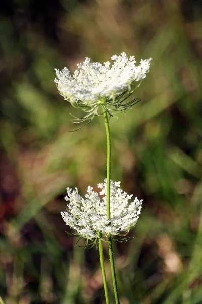 Beyaz kır çiçeği aegopodium podagraria — Stok fotoğraf
