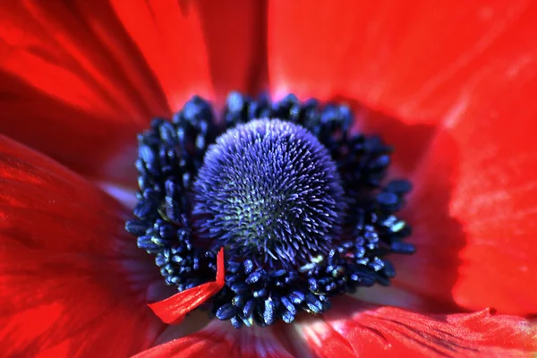 Anemone coronaria oder Mohnanemone — Stockfoto