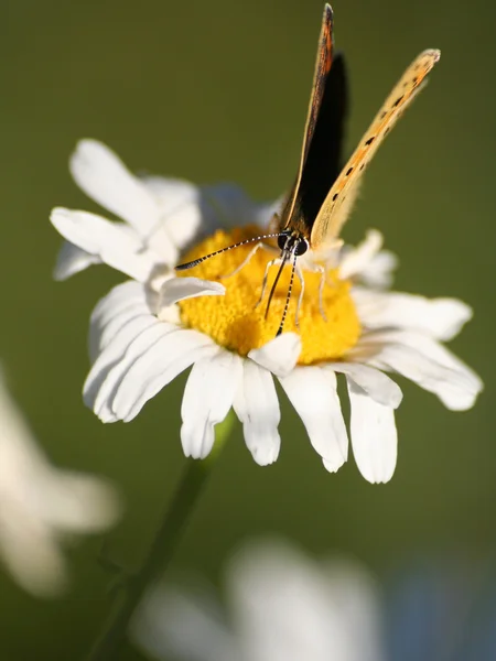 A borboleta de cobre de tiro roxo em maionese — Fotografia de Stock